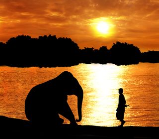 Scientists hope that someday, we'll decode the languages used by many animals, and learn how to communicate with them.