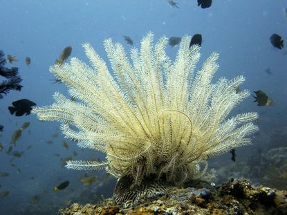 Beautiful, underwater monster