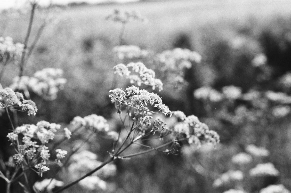 Analogue Wonderland WonderPan 400 35mm film