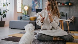 Young woman sitting on the floor at home holding up a treat to her Maltese dog
