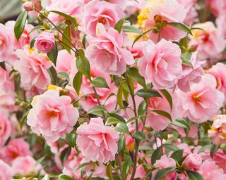 pink camellia flowers