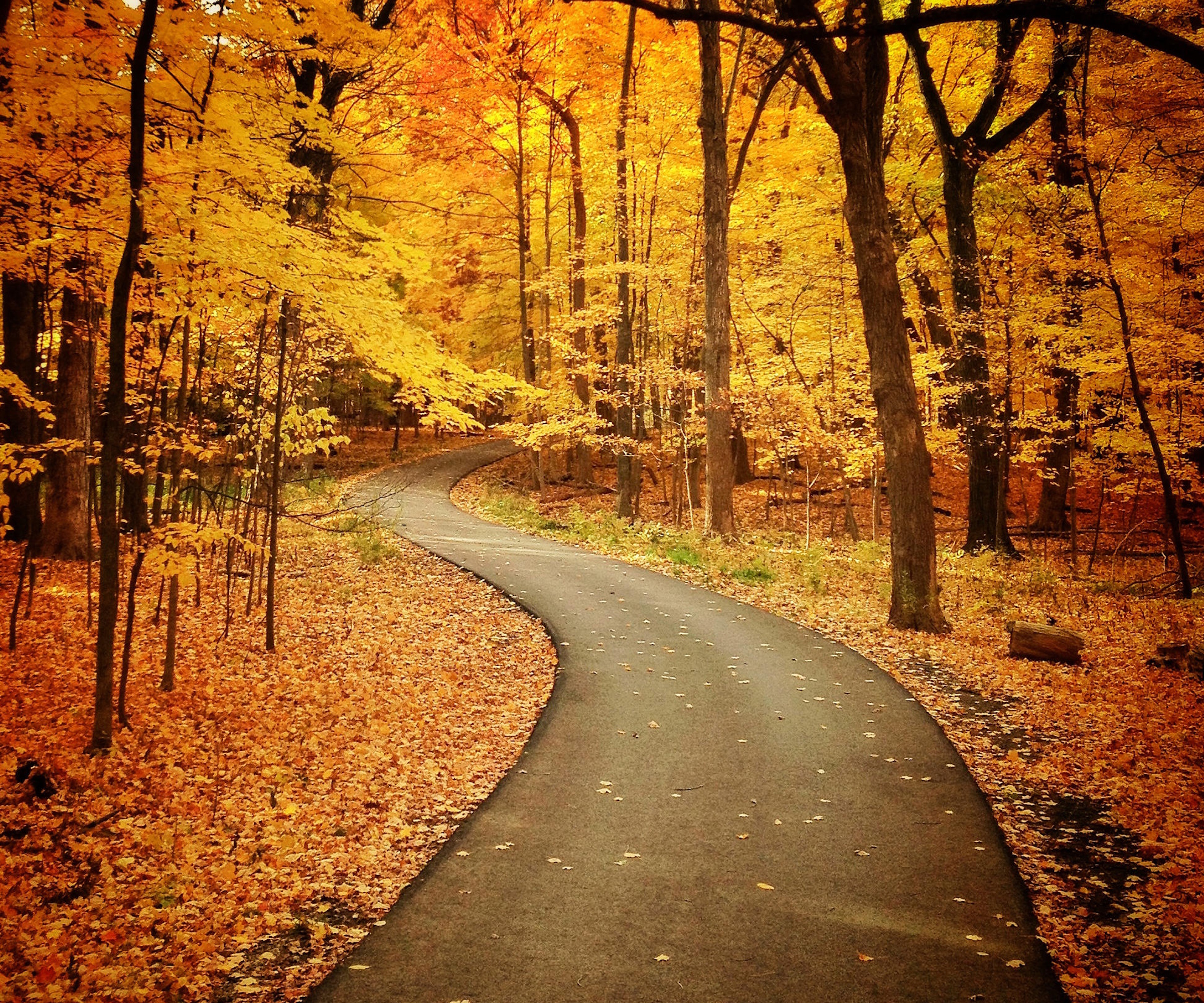 Fall foliage