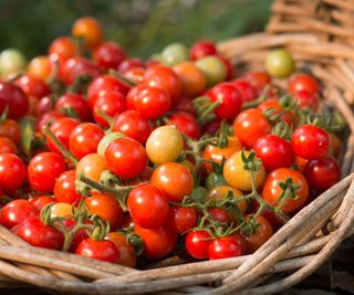 tomato Red Pearl cherry variety freshly harvested