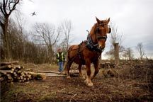 Eastend_wood_1.jpg