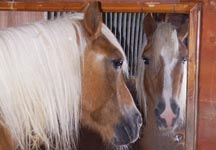 redwings-mirror.jpg