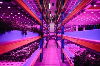 Hydroponic and vertical farming was developed to allow crops to grow without soil or sunshine.