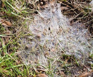 Snow mould on a lawn in winter