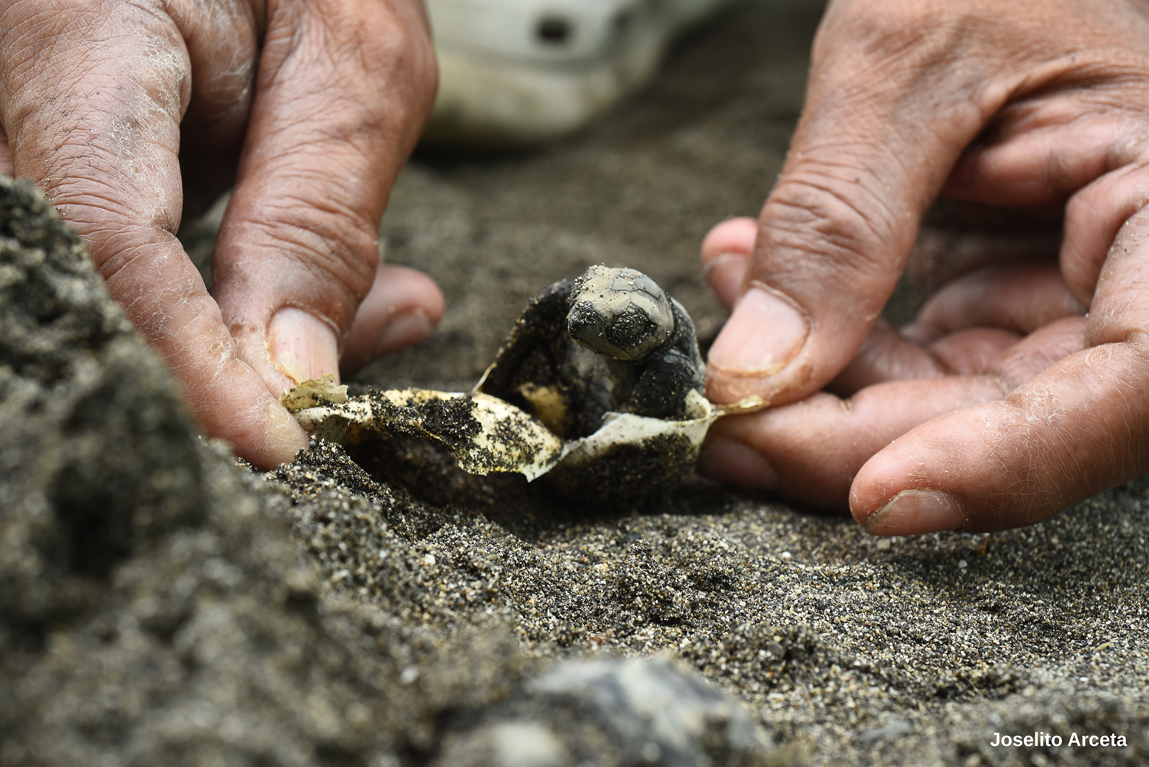 Hands gently help a newborn sea turtle emerge from its sandy nest, conveying a sense of care and hope for conservation efforts
