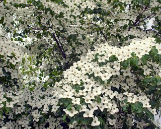 Japanese Dogwood (Cornus kousa) - 'China Girl' in bloom