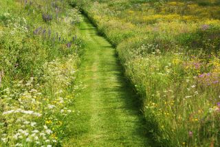 Mown path through a meadow of wild flowers.