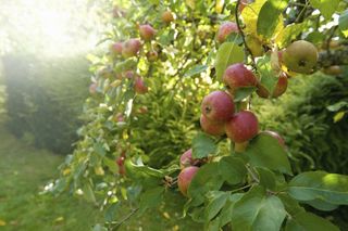 How to prune an apple tree