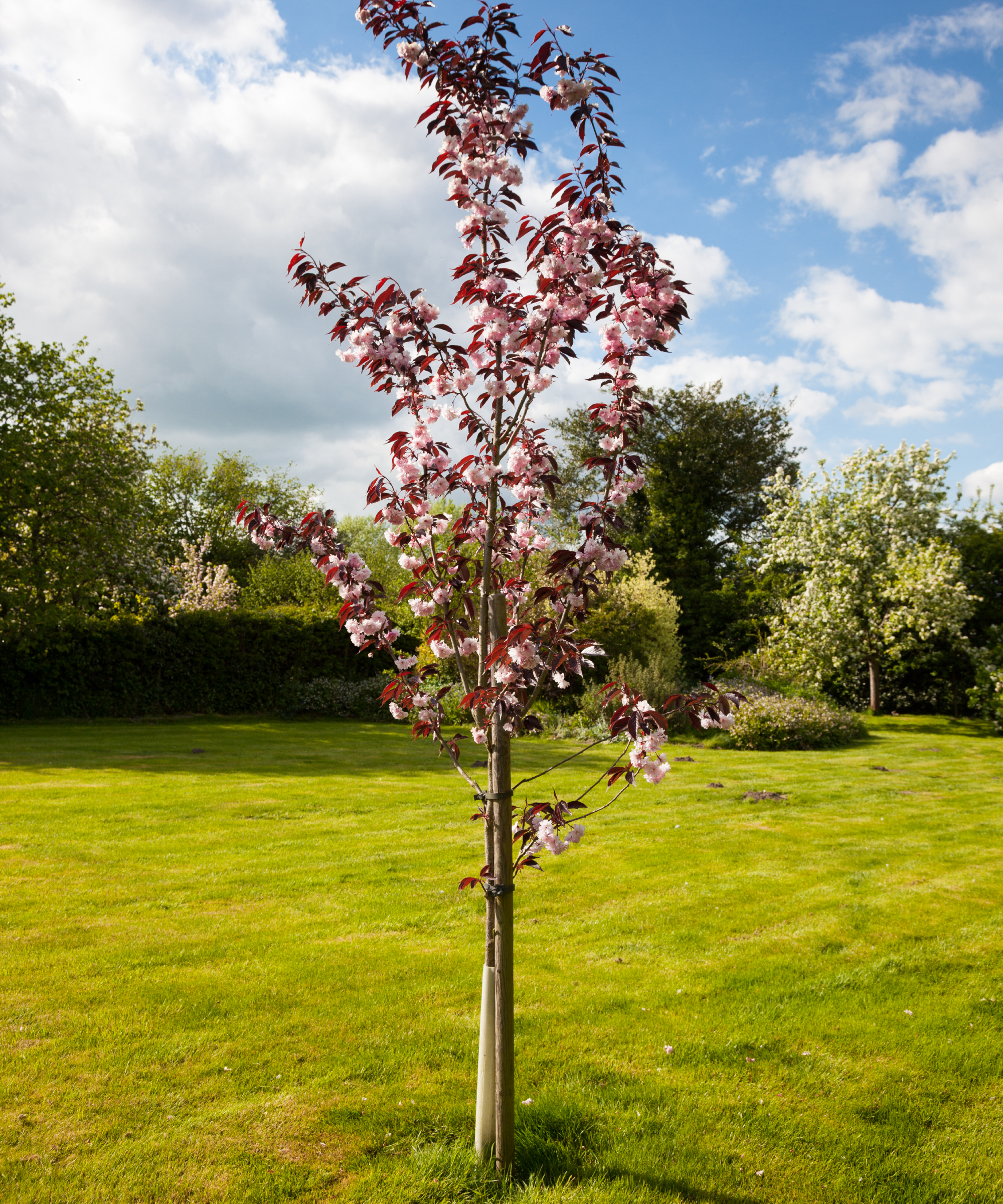 young cherry tree staked in garden