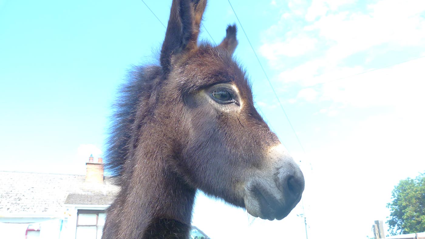 Robert Kinedale Donkeys