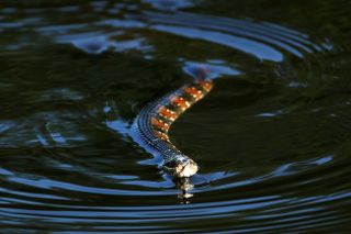 Almost as bad to be left holding the snake on the golf course as in the wider world