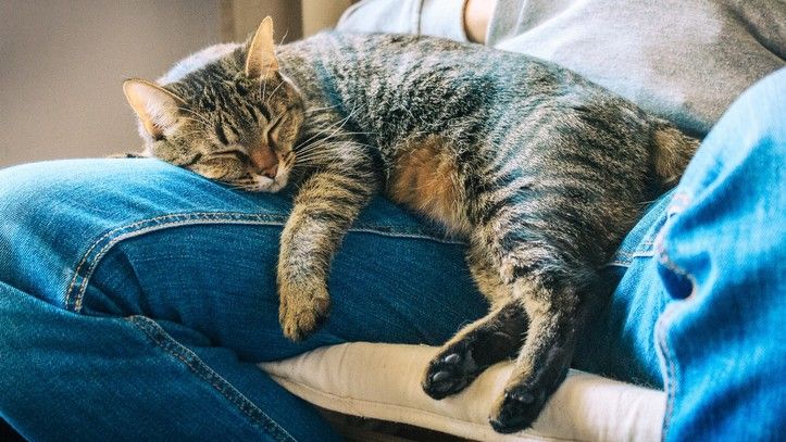 Why do cats sleep on your lap? Tabby cat asleep on man&#039;s lap