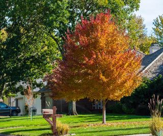 An acer rubrum growing in the front yard of a suburban neighborhood