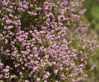 Erica Carnea / Classic Winter Heath