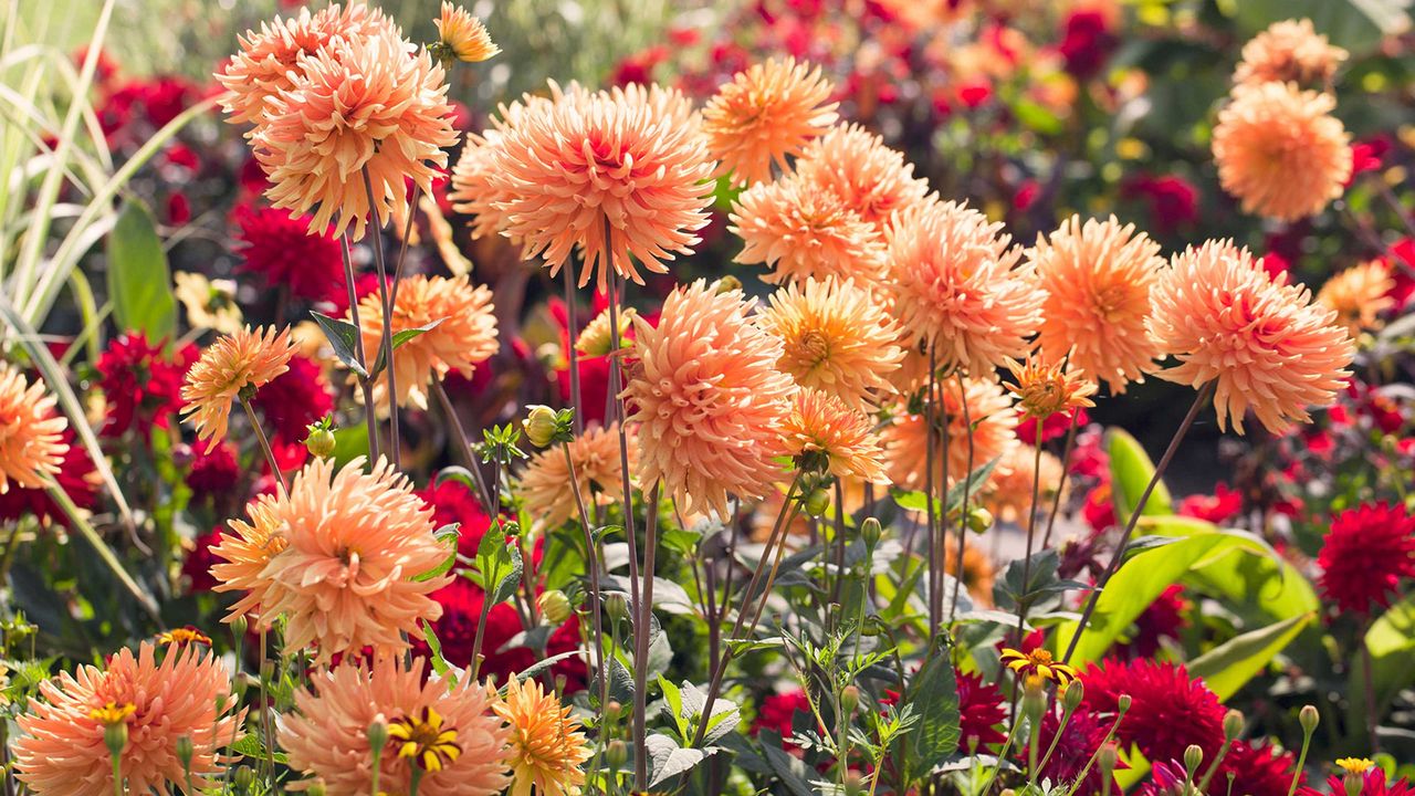 mass of orange dahlias in bloom