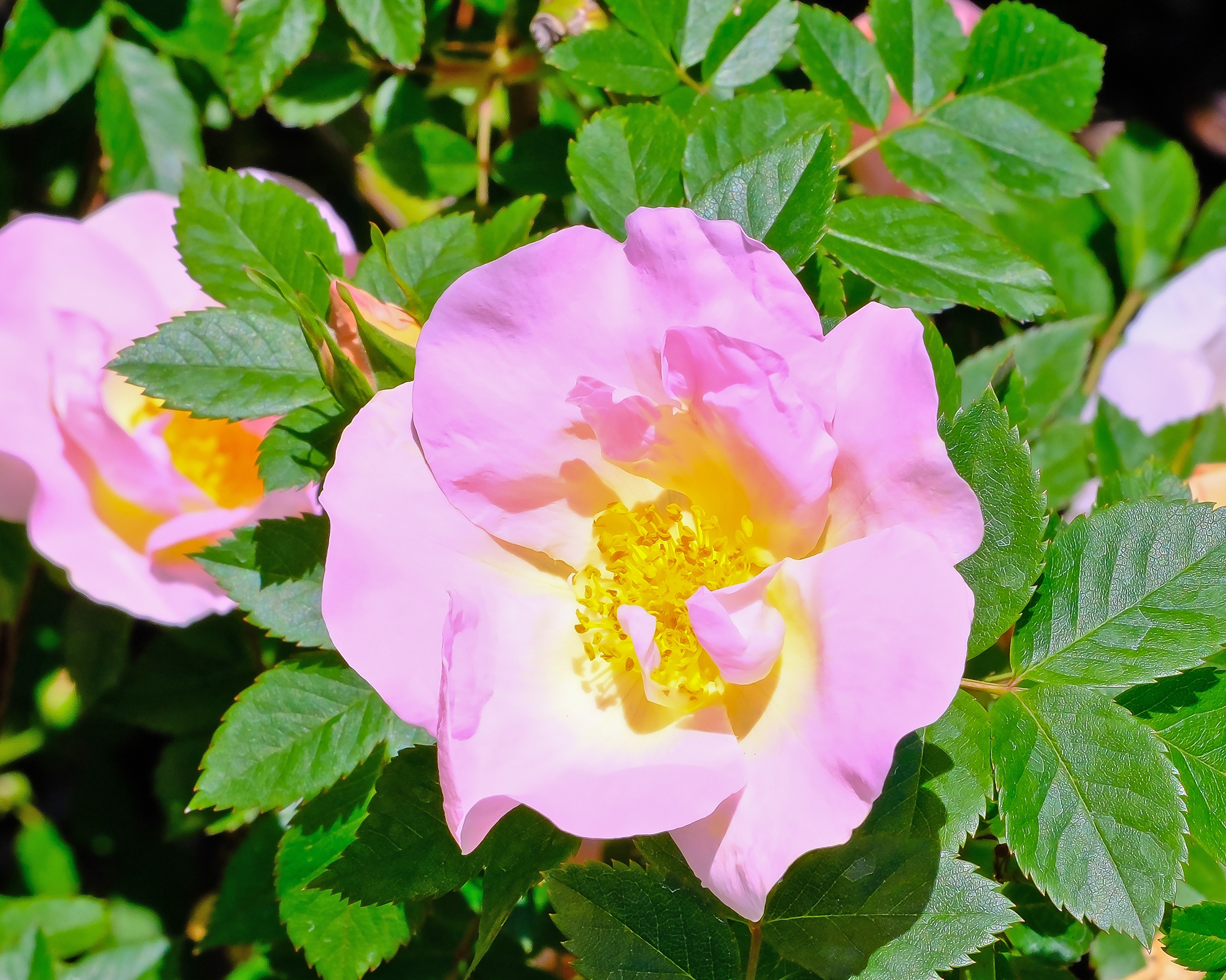 Carefree Delight rose