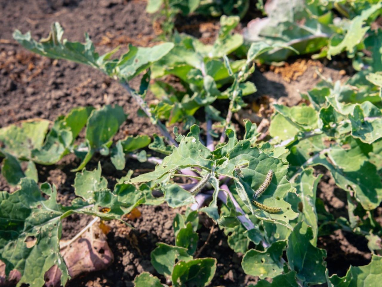 Diseased Rutabaga Plant