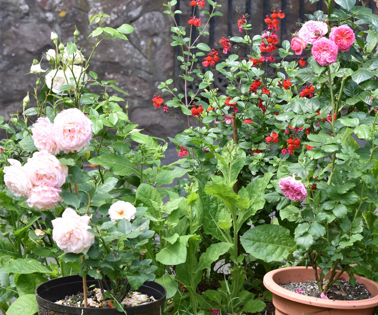 How to grow roses in pots expert tips for container blooms Homes