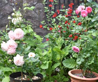 Roses growing in pots in a garden