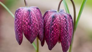 Snake's head fritillaries