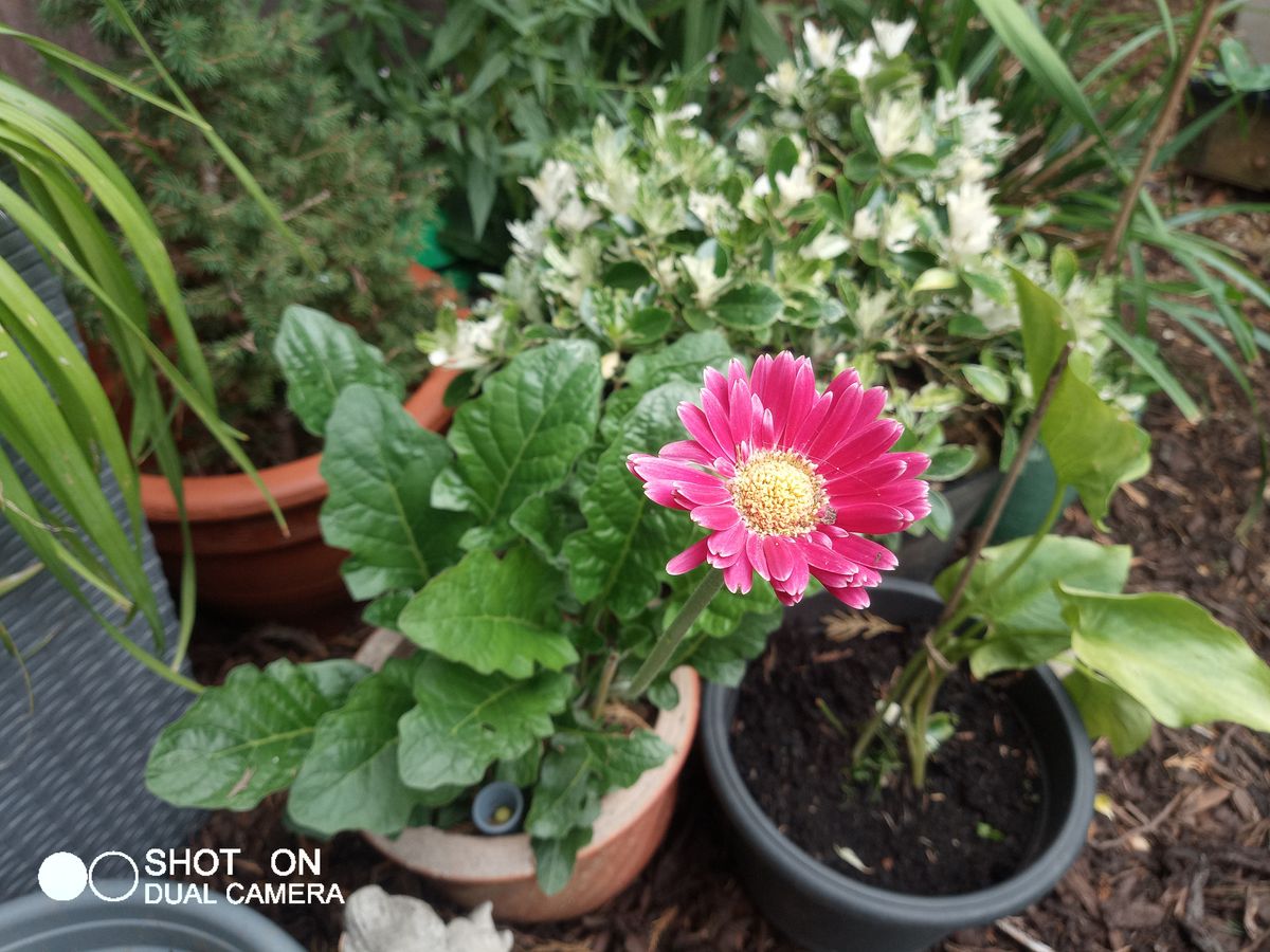 Phonemax M10 Photo Examples