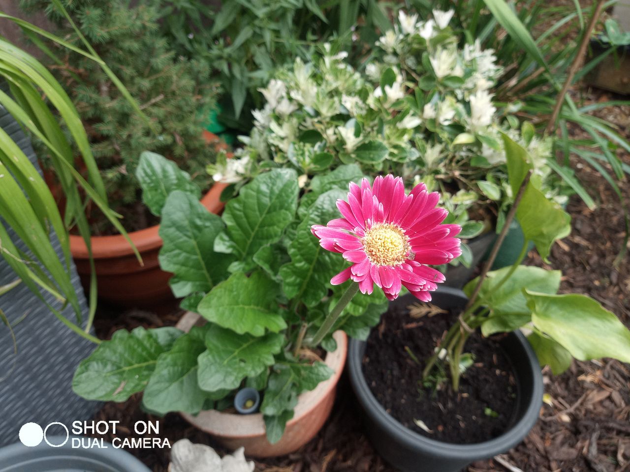 Phonemax M10 Photo Examples