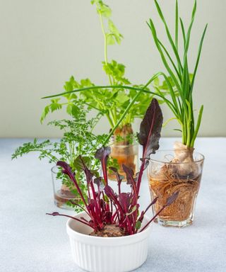 Regrowing beets from scraps, along with carrots and other vegetables