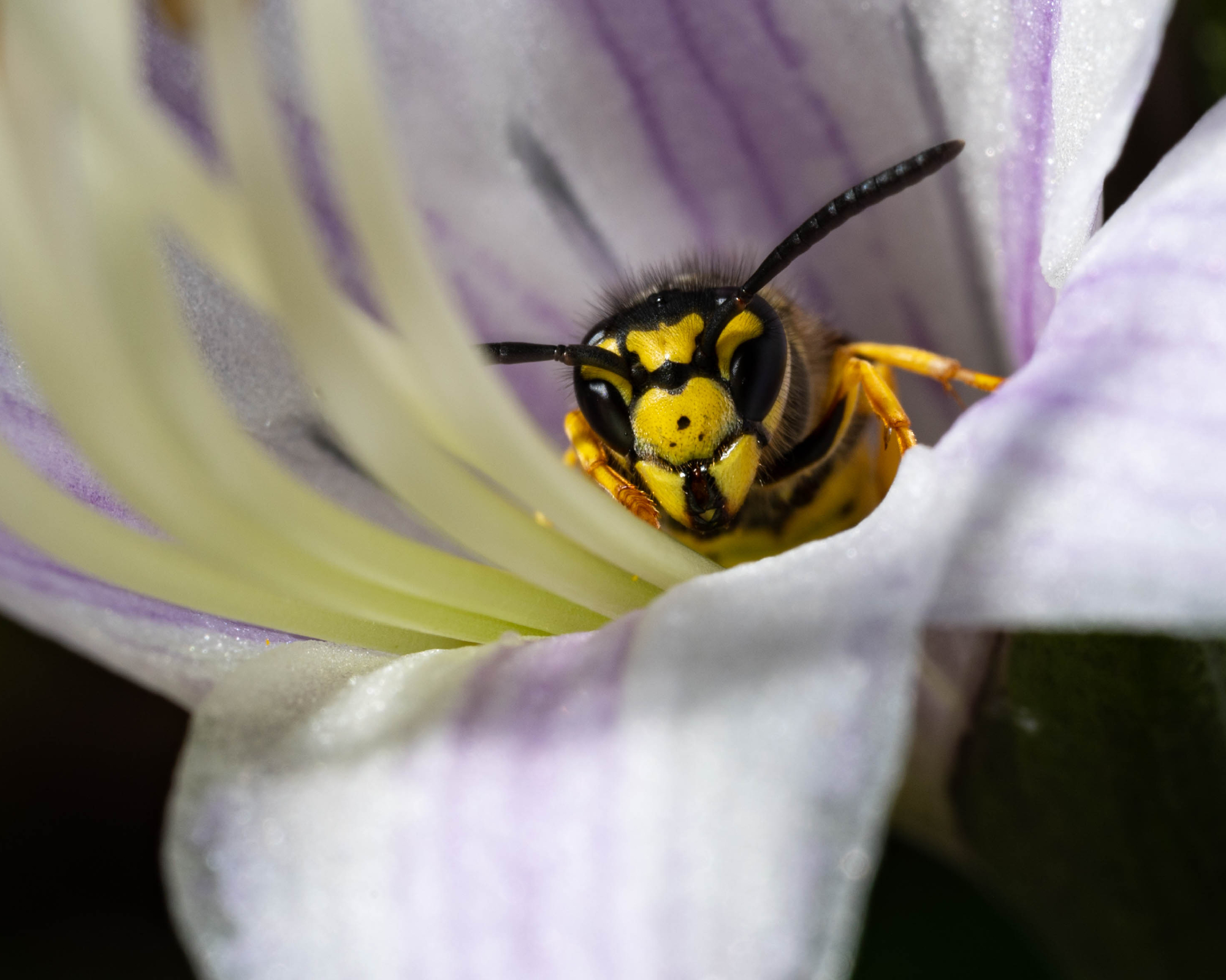 Yellowjacket wasp inside flower