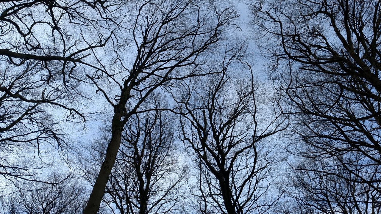 Japanese forest walking