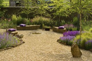 a garden with lavender plants and a gravel base