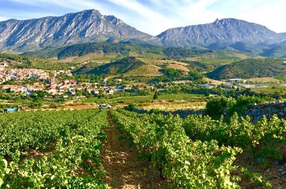 Roussillon whites