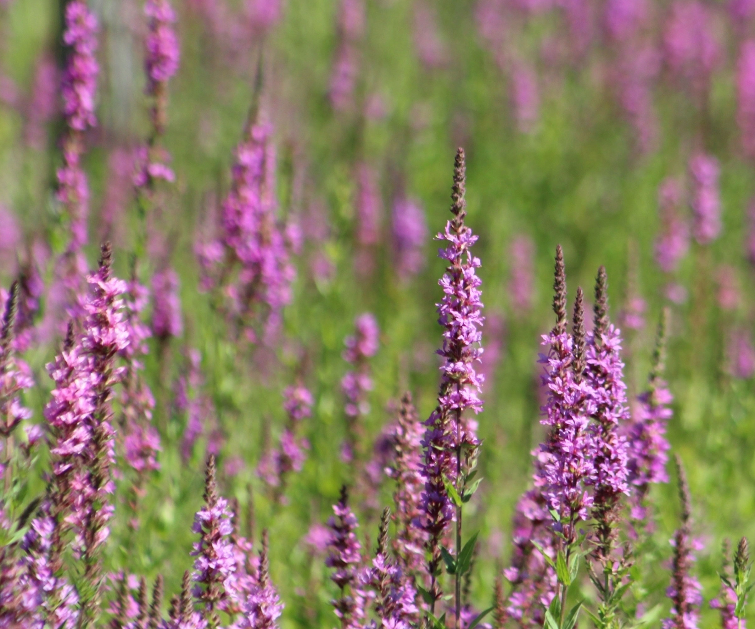 Russian sage with purple flowers