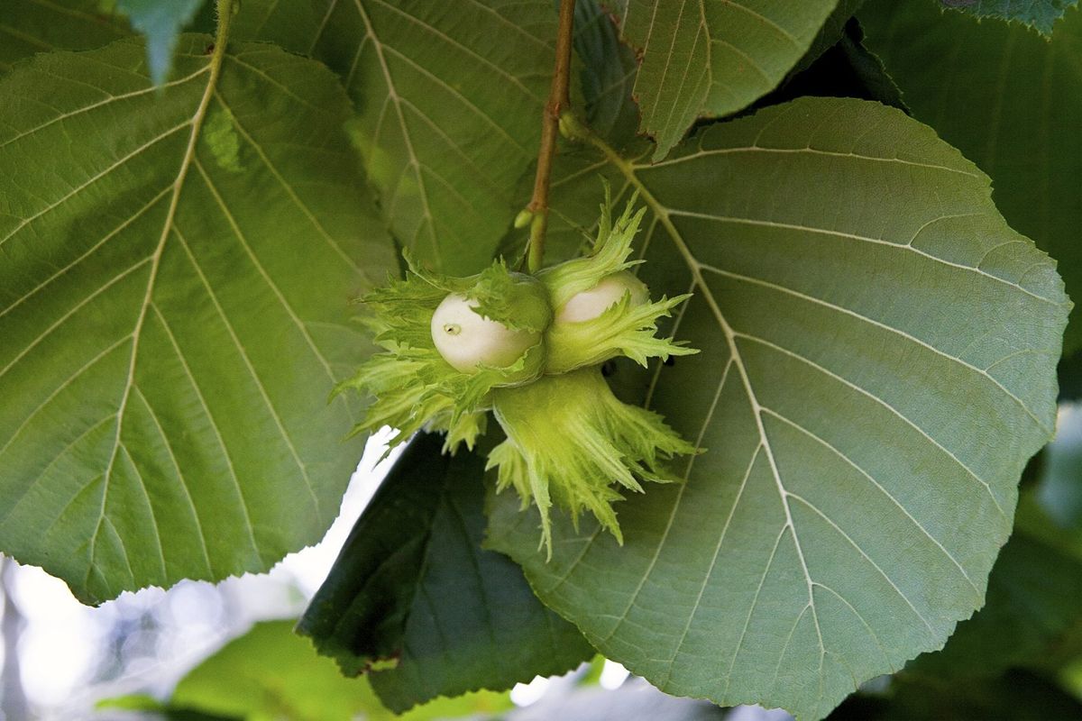 Choosing Nut Trees For Zone 4 Gardens Are There Nut Trees That Grow In
