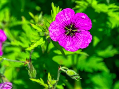 Pink Cranesbill Geranium Plants