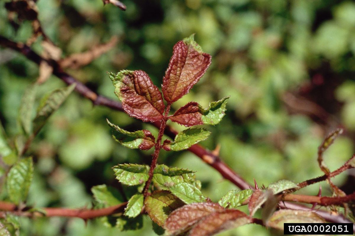 Rose Rosette Disease - Coming to a Knockout Rose Near You! - A Garden in  Progress