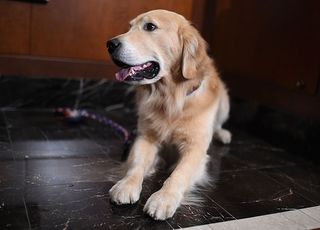 Golden retriever