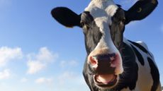 close up of a blakc and white cow's face, it's mouth is hanging open slightly