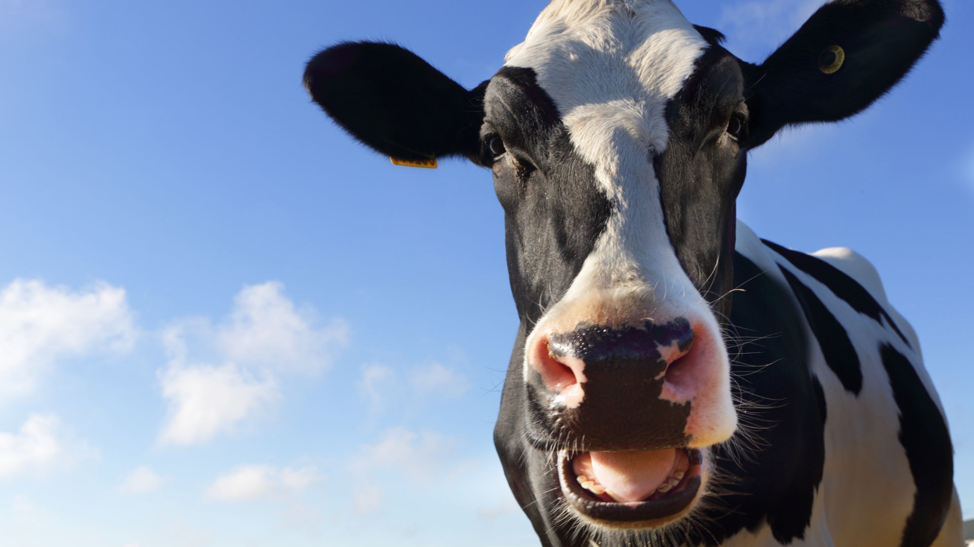 Cows fed hemp act stoned and produce milk containing THC | Live Science