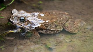 Cane toads are an extremely successful invasive species because of their ability to rapidly reproduce and avoid predation.
