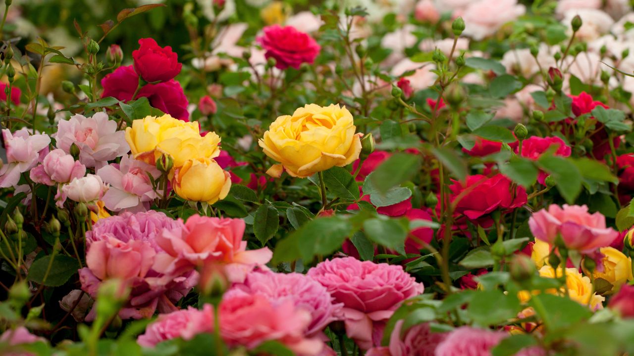 yellow, pink and red rose bushes planted together