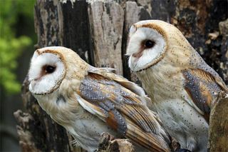 What Male Owls Want Big Spots Live Science