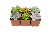 6-Pack Assorted Succulents, Walmart