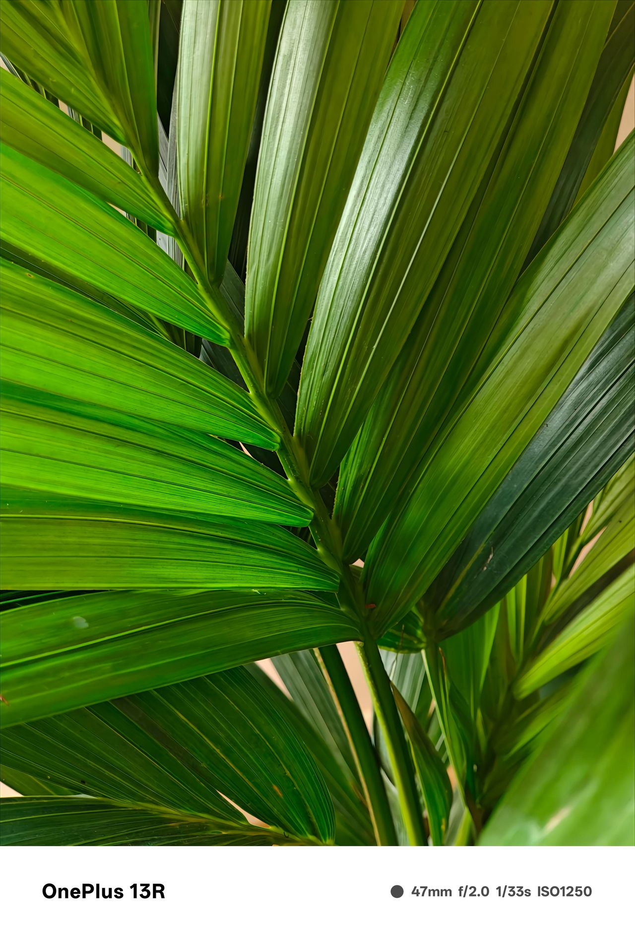 Close up of green leaves on a parlour palm plant
