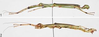New stick insect species.
