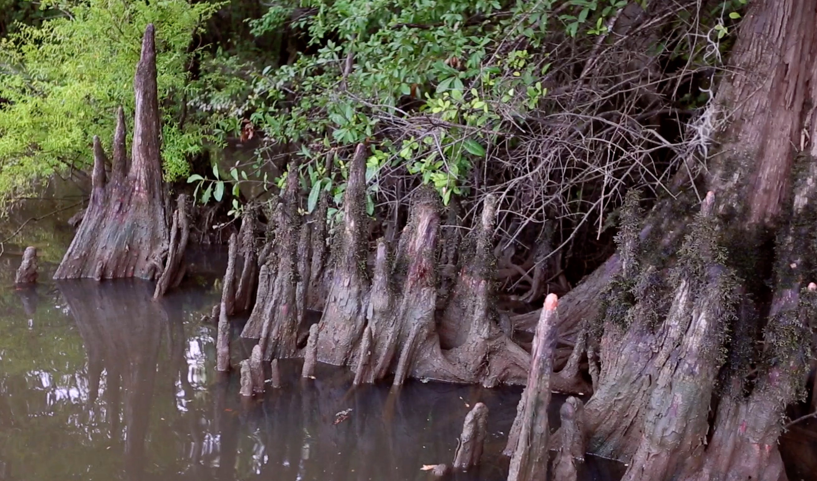 Primeval Underwater Forest