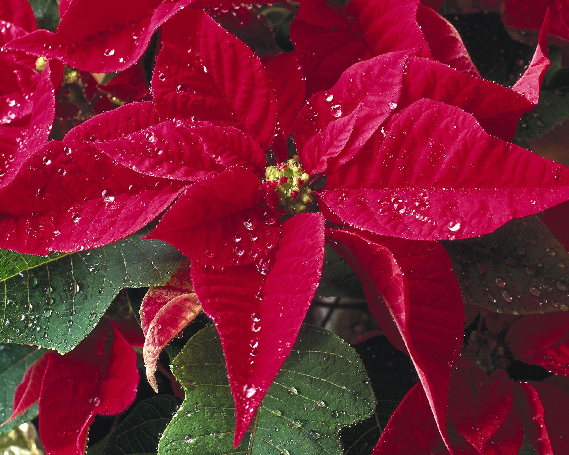 How to care for a poinsettia essential care tips for success