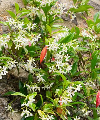 Scented white summer flowers of the evergreen climber, Trachelospermum jasminoides, the star jasmine